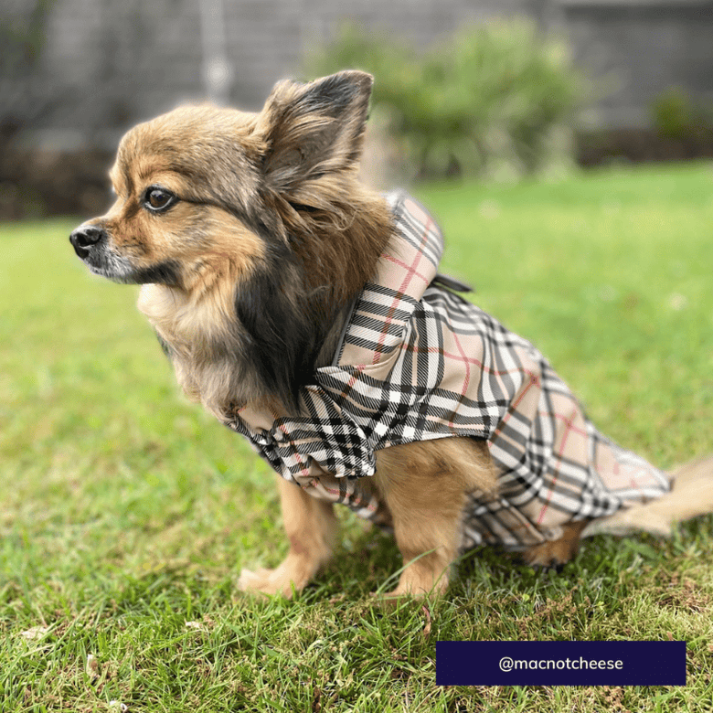 The Worthy Dog Jackets Tan Plaid London Dog Raincoat