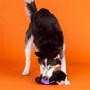 PetShop by Fringe Studio dog toys Halloween It Be Like Bat Purple Winged Sloth Crinkle Plush Squeak Dog Toy