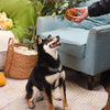 Hugsmart Products Inc dog toys Food Party Spaghetti Meatball Ball Plush Dog Toy