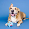 PetShop by Fringe Studio dog toys Out of the Blue Rubber & Plush Shark Dog Toy
