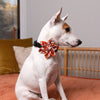 Huxley & Kent Bow Tie Pupkin Spice Latte Pinwheel Pet Collar Attachment - 2 Sizes