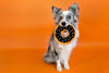 ZippyPaws dog toys Pumpkin Spice Fall Donutz Sprinkles Squeaky Dog Toy