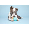 BARK dog toys Wallace the Walrus Plush Blue Squeak Dog Toy