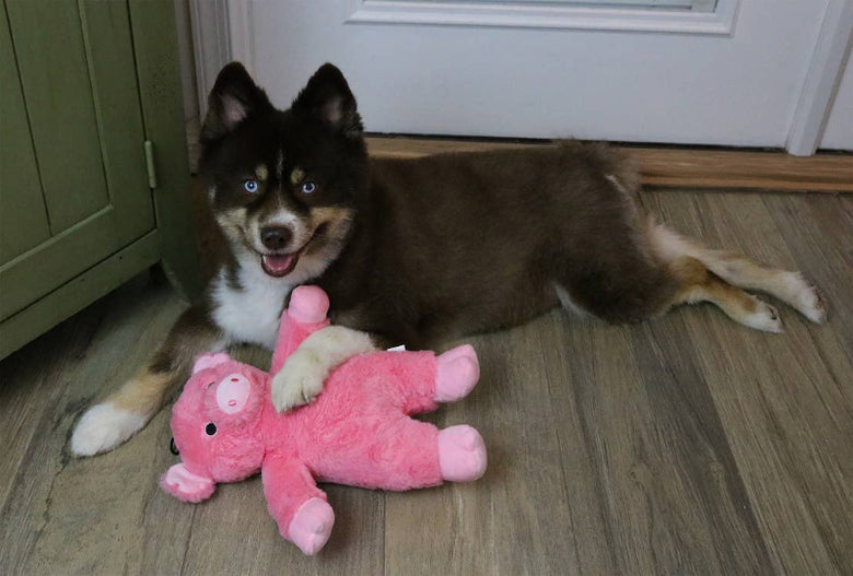 Dalton the Pig Pink Plush Squeaky Dog Toy - 2 Sizes