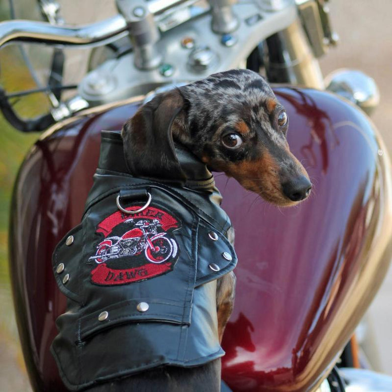 Doggie Design, Inc. Jackets-Coats Biker Dawg Dog Jacket in Black