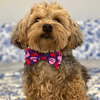 Huxley & Kent Bow Ties Convo Hearts Bow Tie Pet Collar Attachment - 3 Sizes