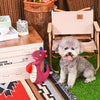 Hugsmart Products Inc dog toys Fuzzy Friendz Mesh Dinosaur Heart Rexy Squeak Dog Toy - 2 sizes