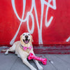 Huxley & Kent Bow Tie Love Pawtion #K9 Pink Red Pet Bow Tie - 3 Sizes