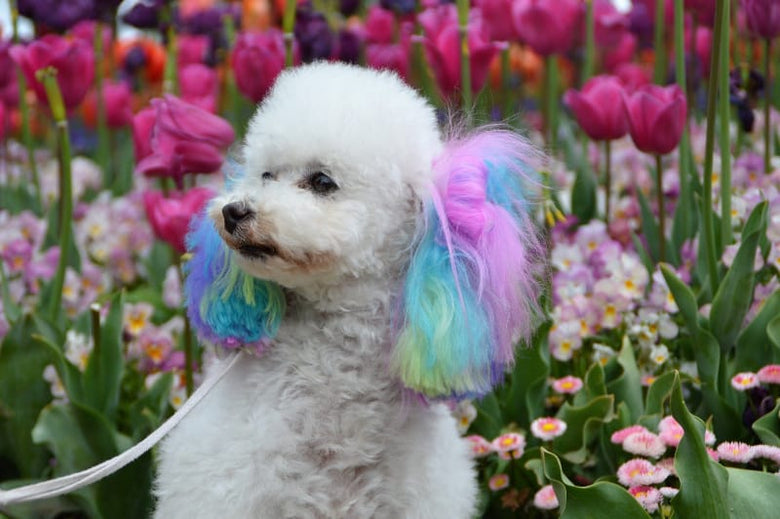 Warren London Spa Product Canine Color Semi Perm Coat Color Shampoo for Dogs