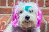 Warren London Spa Product Canine Color Semi Perm Coat Color Shampoo for Dogs