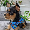 Huxley & Kent Bow Tie Firecrackers Blue Pet Bow Tie - 2 Sizes