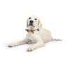 Huxley & Kent Huxley & Kent - All Together Bow Tie: Small