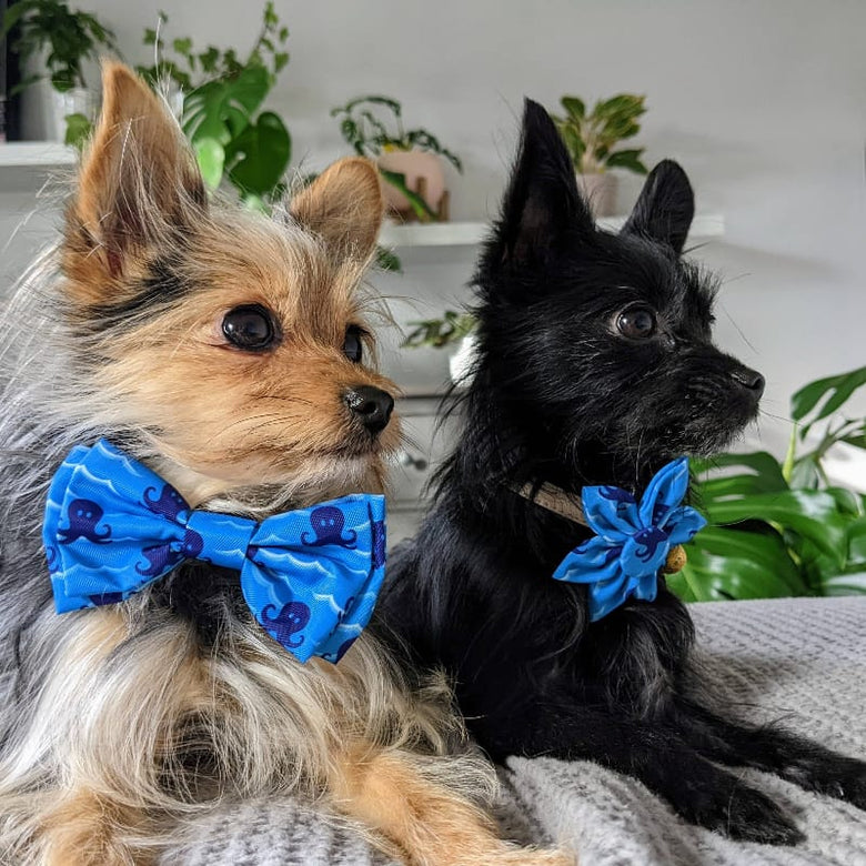Huxley & Kent Bow Tie Octopus Garden Blue Pinwheel Pet Collar Attachment - 2 Sizes