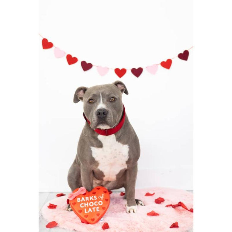 Pearhead, Inc. dog toys Valentine's Barks of Chocolate Heart Plush Squeak Dog Toy