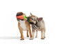 BARK dog toys Super Chewer Red Habanero Pupper Rubber Dog Chew Toy