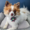 Huxley & Kent Bow Tie Serape Stripe Colorful Pinwheel Pet Collar Attachment -2 Sizes