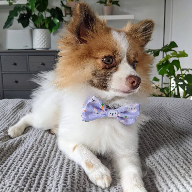 Huxley & Kent Bow Tie Funny Bunny & Carrots Purple Dog Bow Tie - 2 sizes