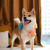 Hugsmart Products Inc Dog Toys Pirate Pups Shell Necklace Summer Beach Rope Dog Toy
