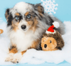 ZippyPaws dog toys Christmas Holiday Hedgehog Plush Squeaky Dog Toy - 2 Sizes