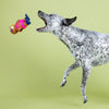 Petshop by Fringe Studio dog toys Eat Sleep Snorkel Sloth Bikini Latex Squeaker Dog Toy