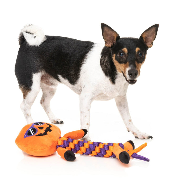 Gourdan Ramsay Fall Season Pumpkin Rope Plush Squeaky Halloween Dog Toy
