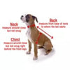 Mirage Pet Products Collars XL Faux Snake Skin Bone Pet Collar