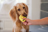 Paw-nukkah Gelt-y Treats Plush Squeaky Hanukkah Holiday Dog Toy Set - 3 Pc