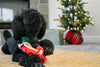 Home for the Holidays Holiday Hauler Christmas Truck Plush Squeak Dog Toy