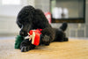Home for the Holidays Holiday Hauler Christmas Truck Plush Squeak Dog Toy