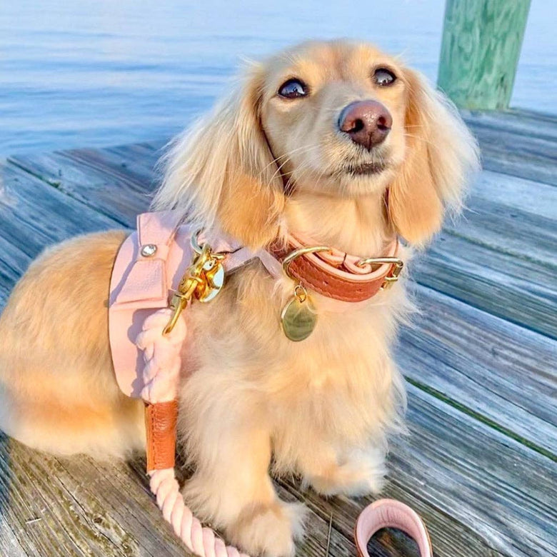 PoisePup Collars-Leashes Harness - Bella Rose