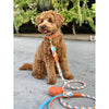 PoisePup Collars Luxury Leather Dog Color Vibrant Sunset (Orange / Blue)
