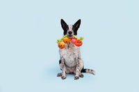 BARK dog toys Hairloom Tomatoes Plush Squeak Rope Tug Dog Toy