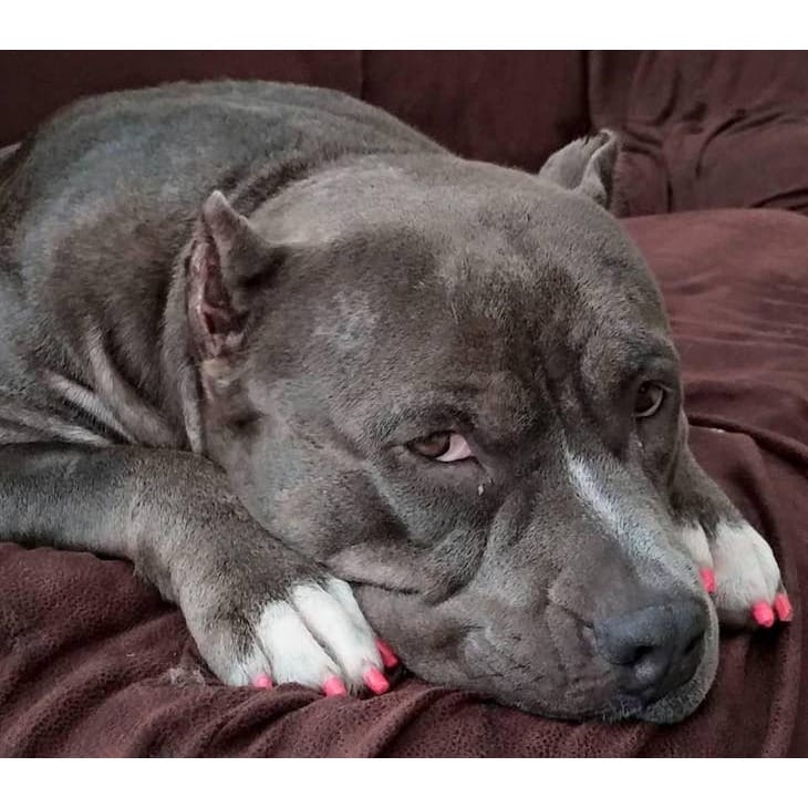 Warren London Dog Products Bath&body Warren London Pawdicure Polish Pens in 6 colors