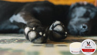 Warren London Spa Product Paw Defense Wax