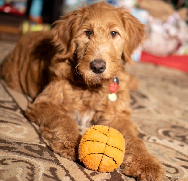 Thoozy dog toys Basketball Plush Squeak Dog Toy 4"