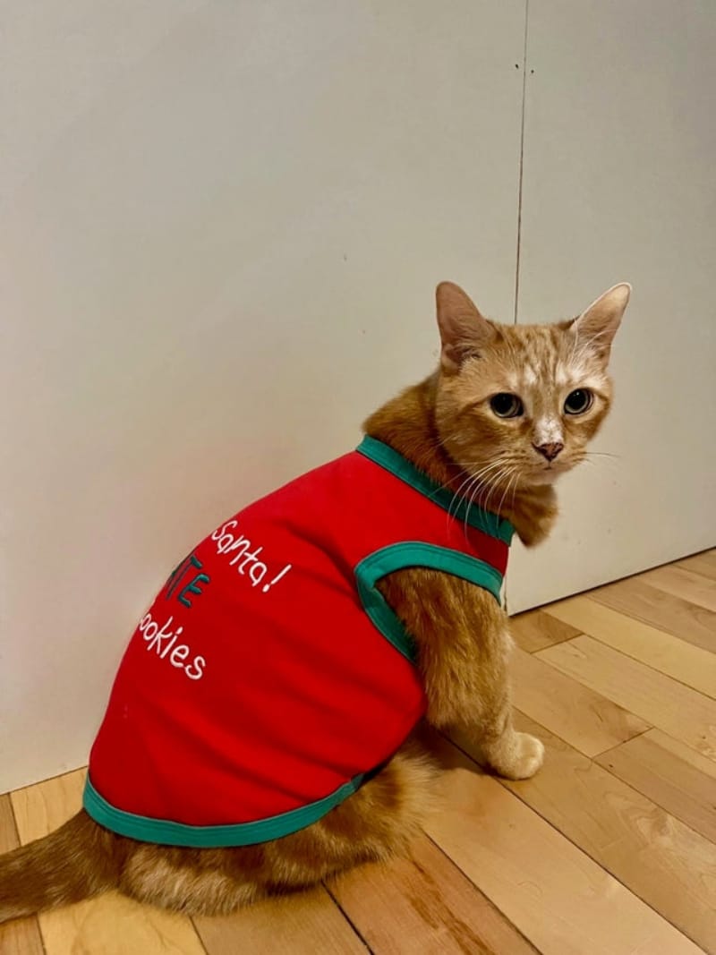 Parisian Pet Tee's Sorry Santa I Ate Your Cookies Embroidered Christmas Holiday Red Pet T Shirt