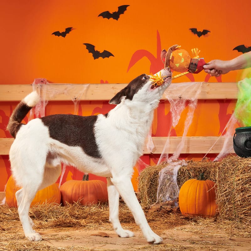 BARK dog toys Halloween Jack-Crow-Lantern Plush Squeak Rope Tug Dog Toy