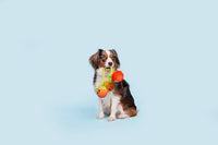 BARK dog toys Hairloom Tomatoes Plush Squeak Rope Tug Dog Toy