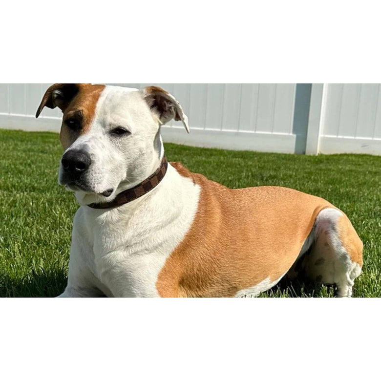 BARK by DOG Collars Amalfi Pet Collar
