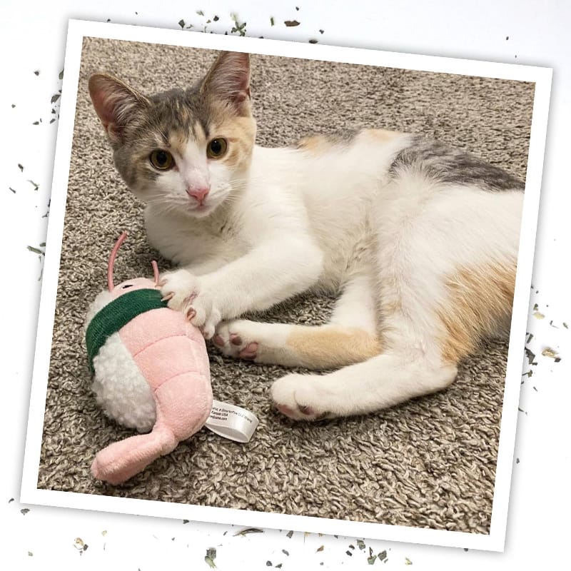 Meowijuana Cat Toys Meowijuana Get Wrapped Sushi Roll Cat Toy