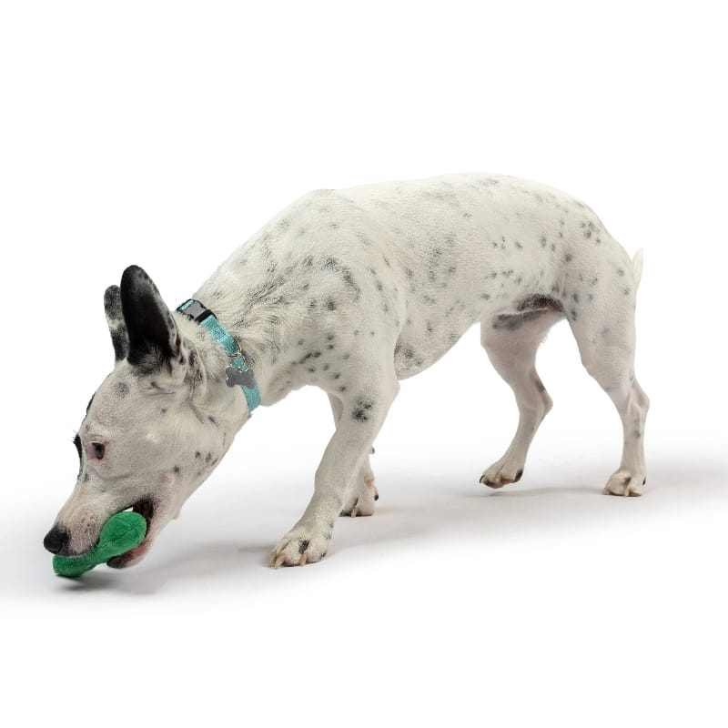 Huxley & Kent Dog Toys Tiny Tuff Green Dell Pickle Plush Squeak Dog Toy