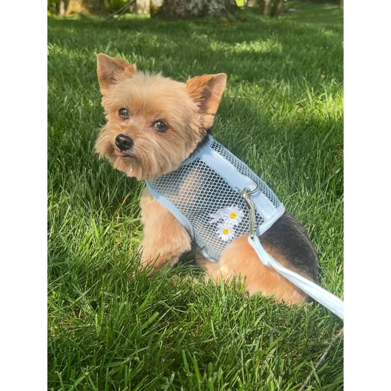 Doggie Design Harnesses Cool Mesh Dog Harness with Leash - Baby Blue Daisy