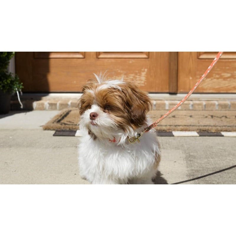 BARK by DOG Leashes Soho Orange Dog Leash