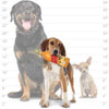 VIP Products/Tuffy dog toys Doggie Walker Silly Squeakers Vinyl Bottle Durable Dog Toy