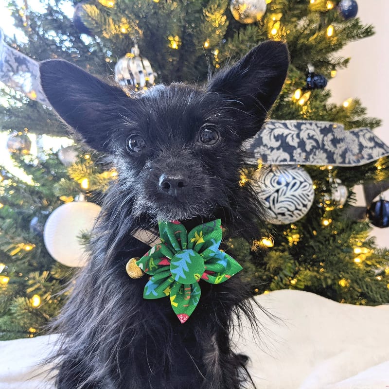 Huxley & Kent Bow Tie Merry & Bright Pinwheel Holiday Pet Collar Attachment - 2 Sizes