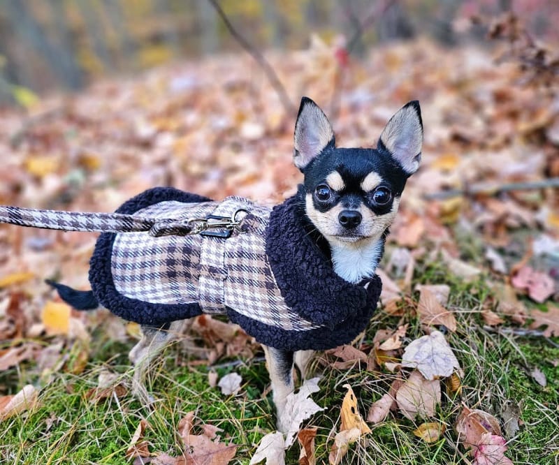 Doggie Design Jackets Sherpa Lined Dog Harness Coat Brown & White Plaid with Matching Leash