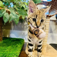 Huxley & Kent Cat Toys Toto's Pawdka Plush Cat Toy