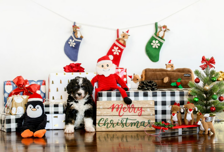 Holiday Miniz Reindeer Plush Squeaky Christmas Dog Toy Set - 3 Pk