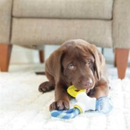 JW dog toys Puppy Connects Chew Dog Toy