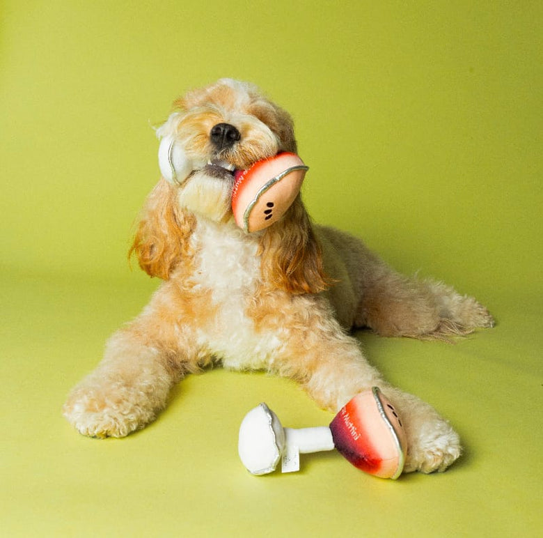 Specks and Pets dog toys Espawsso Muttini Plush Squeak Dog Toy